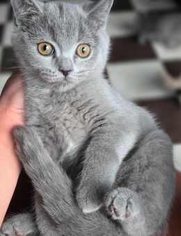 Kitten - Krefeld