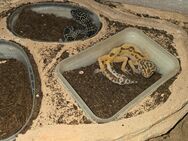 2 Leopardgeckos mit Terrarium - Achim