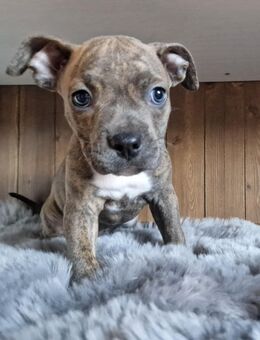 Wunderschöne American Bully XL Welpen *Abgabebereit* - Frickenhausen