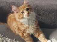 Maine coon babys xxl - Gerolstein