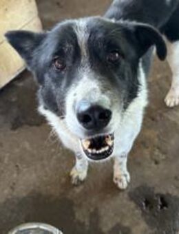 Scheuer Snoopy braucht liebevolles Zuhau - München