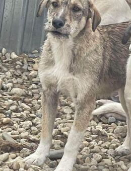 Zauberhafte NELLY sucht liebes Zuhause - Neuberg