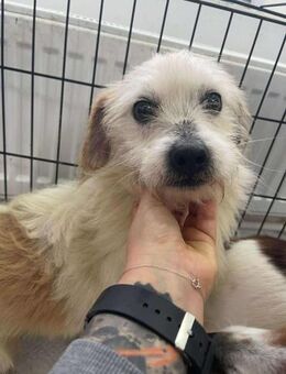 B715 sucht seine Familie🐕 - Neuberg