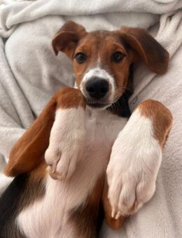 Lotti sucht ihre Familie - Berlin