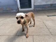 Milo noch schüchtern - Bückeburg