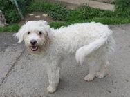 Nala sucht ihr Zuhause - Kallmünz