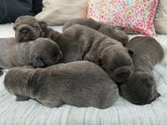 Französische Bulldogge Welpen Blue Silver Farben - Eystrup