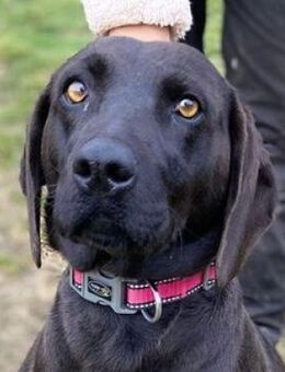 Hundelady THALIA - Gefrees