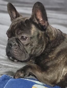 Französische Bulldogge Rüde sucht - Potsdam