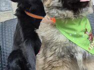 Charlie und Fina suchen ein tolles Körb - Bissingen