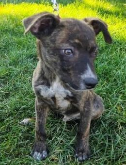 PIRIO - lustig, aktiv und verspielt - Overath