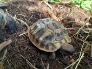 Griechische Landschildkröte aus 2023 - Weimar