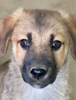 Cordon, geb. ca. 08/2025, GRIECHENLAND - Euskirchen