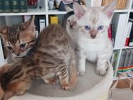 Bengal Kitten Snow Lynx und Brown Spotted Kater Katze Babykatze - Essen
