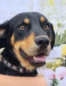 Anubis - Sportsfreund sucht Familie - Köln