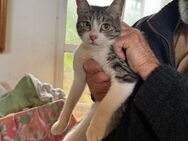Marco aus dem Tierschutz - Grevenbroich