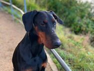 Dobermann Hündin - Wedel