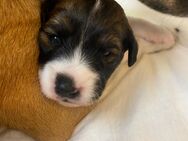 Jack Russell Terrier Welpen - Augustdorf