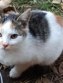 Gestatten, Arabella. Ich bin Rot, weiß und schwarz. Und Du wirst mich lieben. - Reinsberg