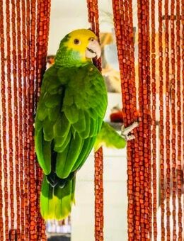 Doppelgelbkopf Amazonen Pärchen abzugeben - Duisburg