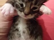 Xxl Maine Coon Kitten - Bechhofen (Bayern)