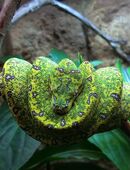 Aufnahme Reptilien in 52428