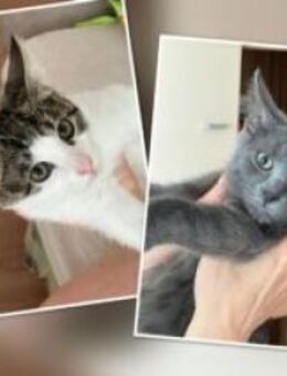 Toffee & Bommel - Berlin