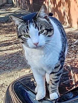 Schiko sucht GNADENBROTPLATZ - Weilheim (Oberbayern)