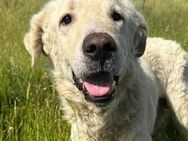 Freddy sucht liebevolles Zuhause - Kallmünz