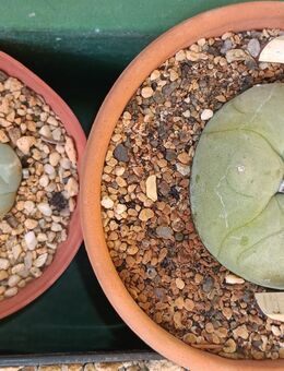 Lophophora diffusa - Püttlingen