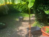 Winter, harte Bananen über zwei Helter hoch je 50 € - Hilden