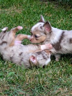 Chihuahua - Welpen aus liebevoller Familienaufzucht