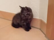 Süße BKH Mix Kitten abzugeben. - Bad Kleinen