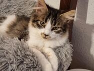 Maine Coon Jungtiere - Itzehoe