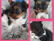 Yorkshire terrier welpen Biewer und Golddust - Emstek