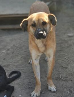 Molly - sanfte Hündin sucht Zuhause (I) - Ludwigshafen (Rhein)
