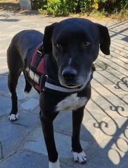 Naomi-Marie sucht Lebensherbst-Körbchen - Mettmann