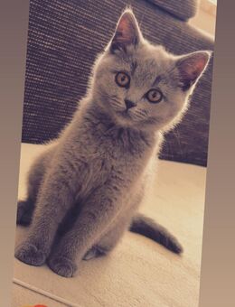 BKH-Katze in liebevolle Hände abzugeben - Roßwein