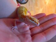 Leopardgecko - Calbe (Saale)