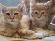 2 kleine Mix Kater - Bad Liebenwerda