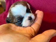 Shih Tzu Mädchen Hope - Seeland Gatersleben