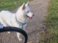 Weiße Husky Welpen mit blauen Augen - München Laim