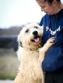 Maximus; stürmisch verspielter Big Boy - Geilenkirchen