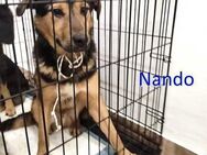 NANDO ❤ sucht Zuhause oder Pflegestelle - Langenhagen