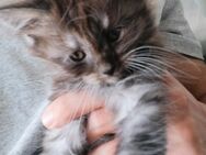 Zauberhaftes Maine Coon Kitten (weiblich) sucht liebevolles Zuhause - Mainz