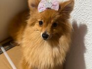Pomeranian Hündin - Berlin Friedrichshain-Kreuzberg
