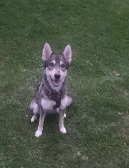 Border-Collie Husky Mix - Elsdorf (Nordrhein-Westfalen)