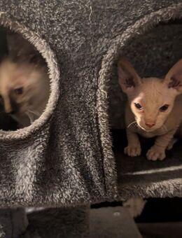 Sphinx / Mischlings Katzenbabys M u. W 02.07.25 geboren - Ortenberg (Hessen)