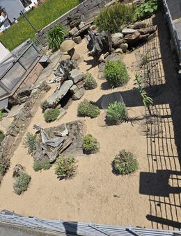 Griechische Landschildkröte THB - ( verschiedene Jahrgänge ) - Spangenberg