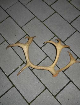 Rentier Geweih Stange 47cm breit - Hainburg